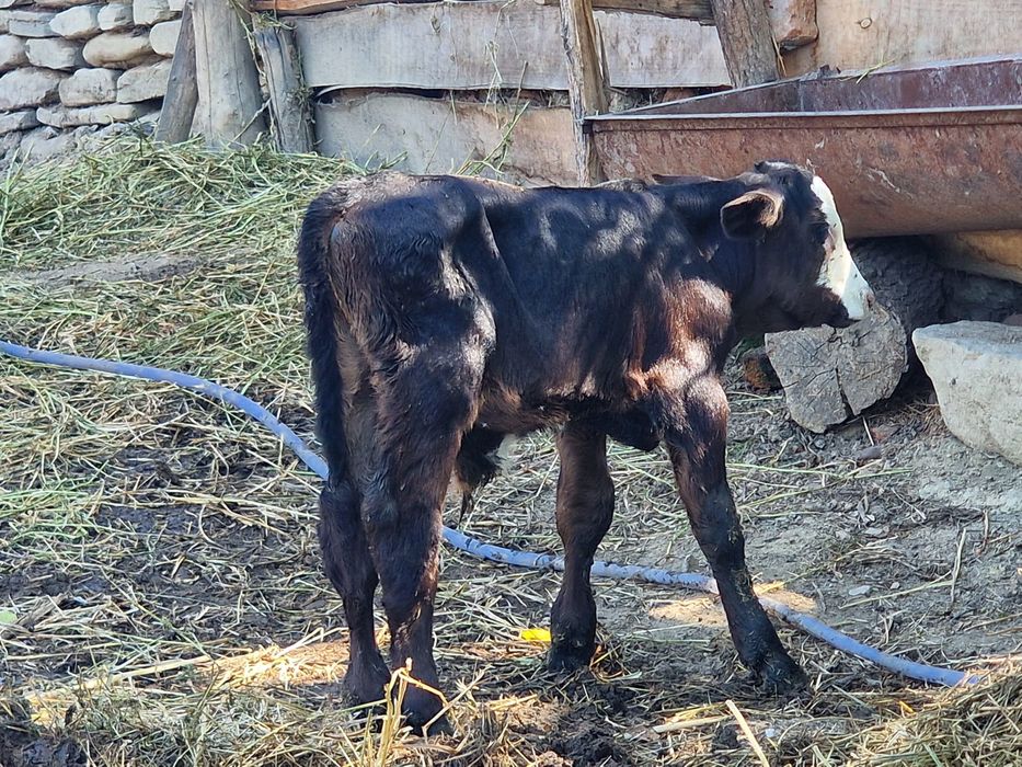 Vând vitel de doua luni jumate un vițel