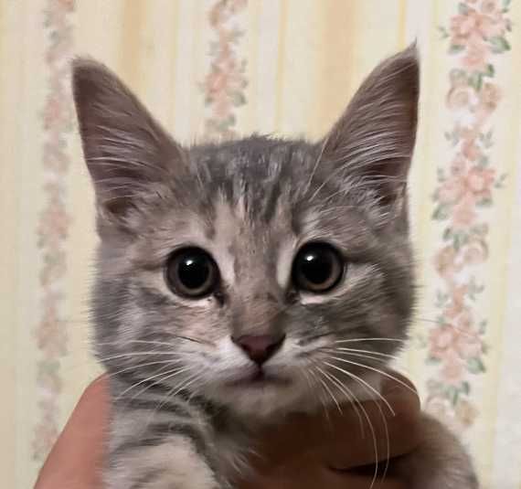 Котенок ищет дом