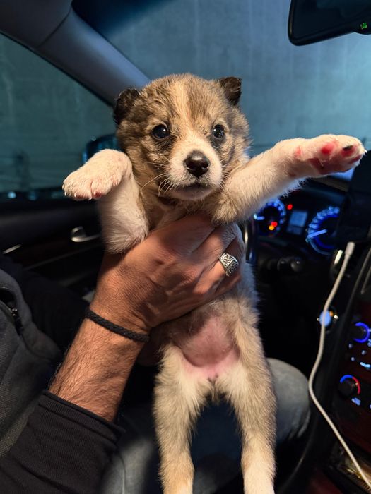 Щенки СРОЧНО Усть-Каменогорск