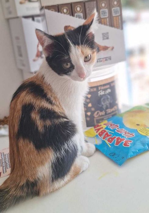 Отдам котят в добрые руки!