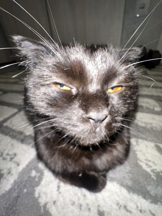 Скотиш фолд Кошка