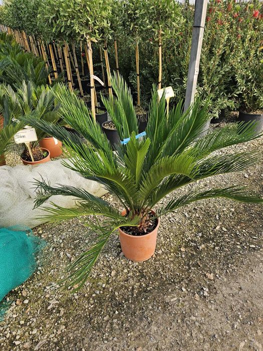 Plante Ornamentale Rezistente