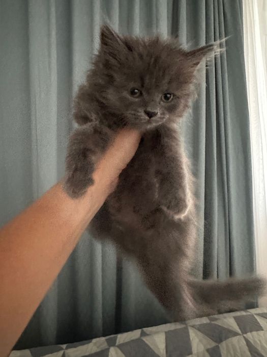 Котенка в добрые руки