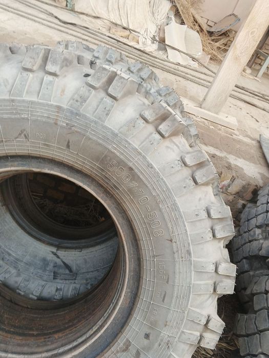 Natasha Shinalar sotiladi