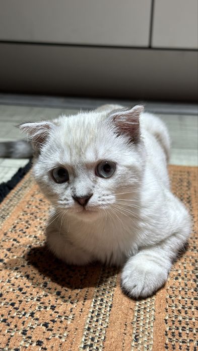 шотланскии вислоух