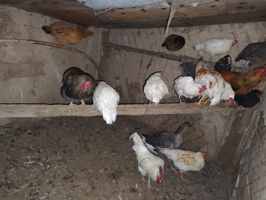 Продаю курей гусей,