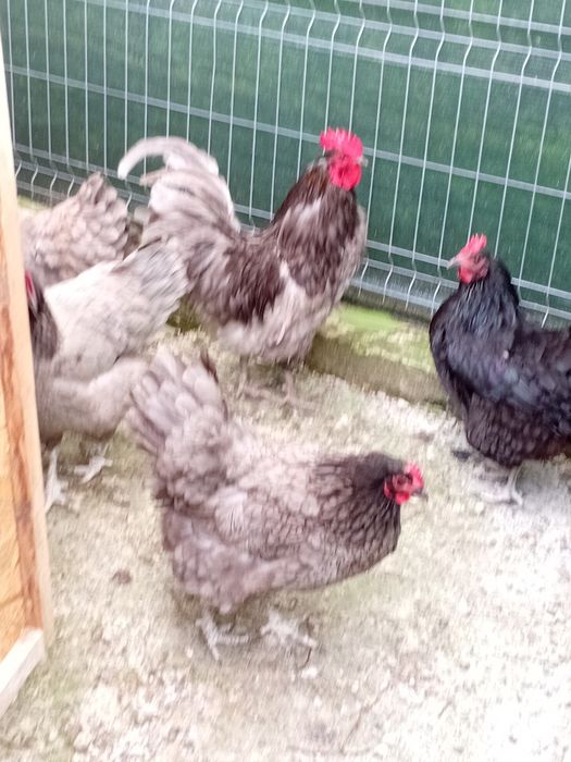 Oua incubat Australorp