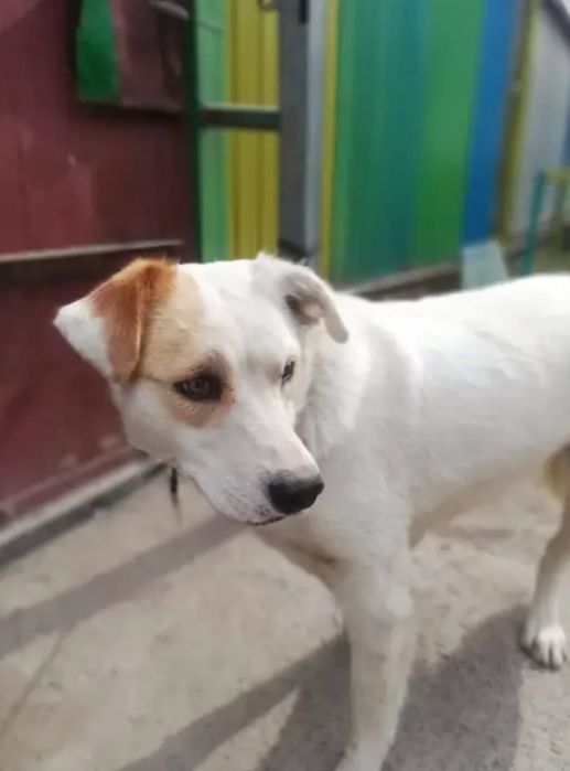 Пристраивается собачка