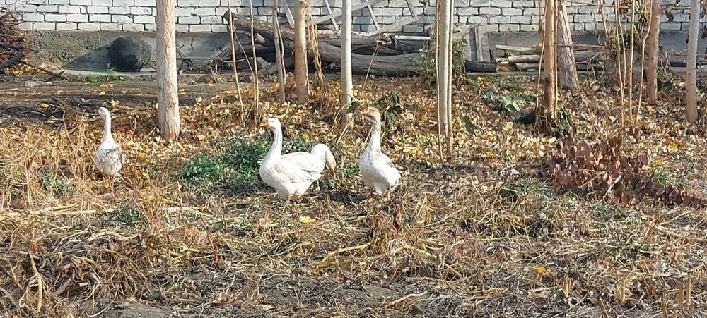 Гоз сотилади 4 та