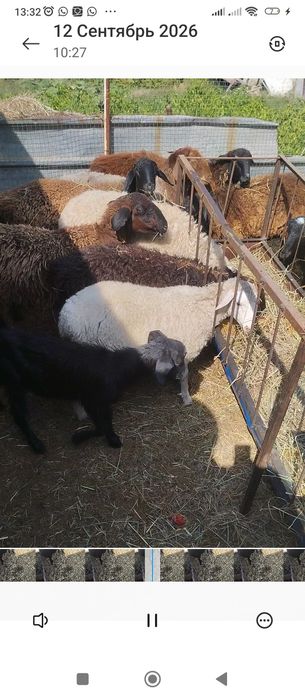 Продам игнят 3 штуки