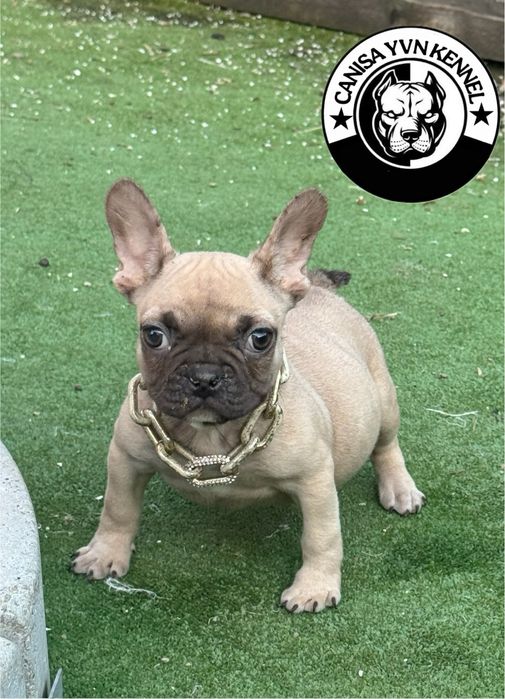 Femela buldog francez cu pedegree
