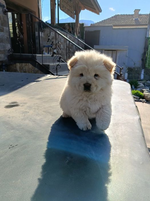 Чау чау Кученца.