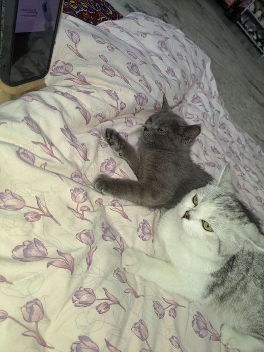 Srochna sotiladi.olmasela bezovta qimela. Oq mushuk sotiladi