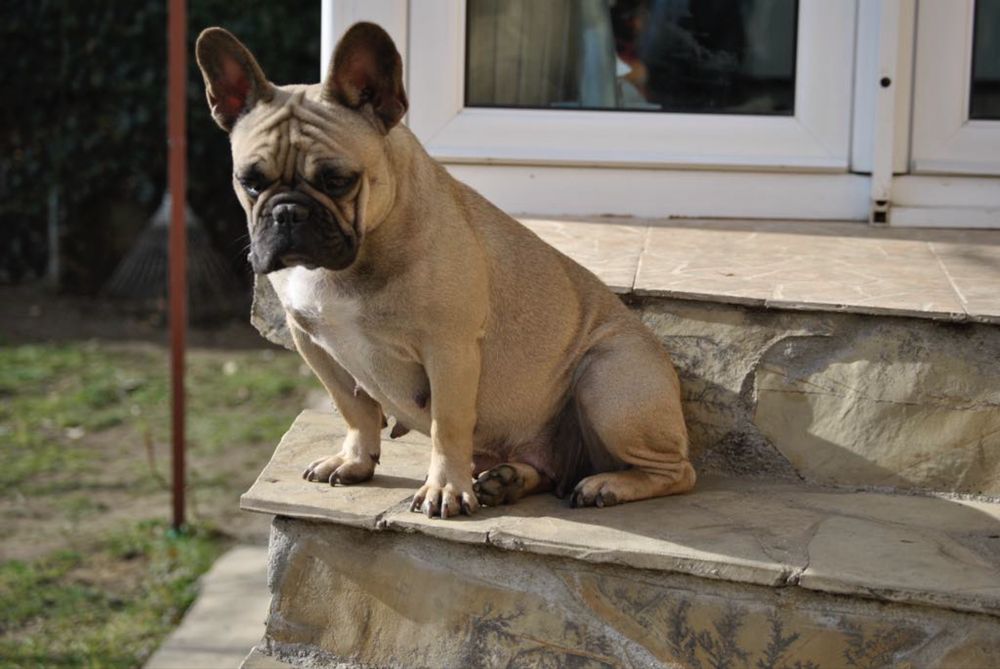 Френски булдог-кученца