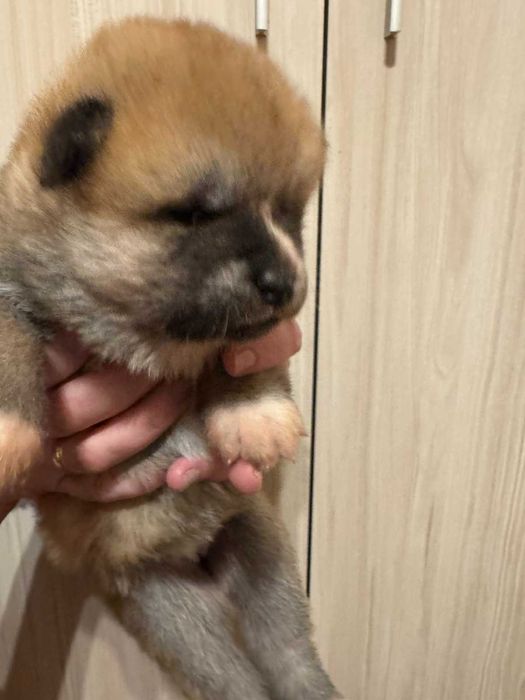 Акита Ину родословие и документи