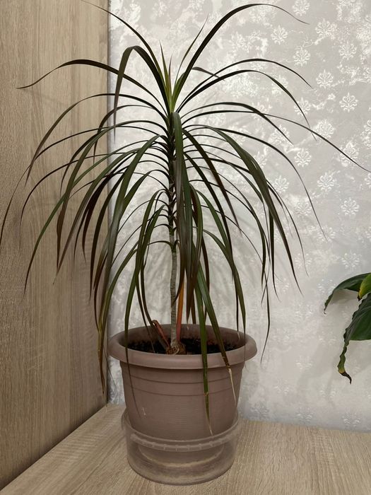 Продам цветы разных видов.