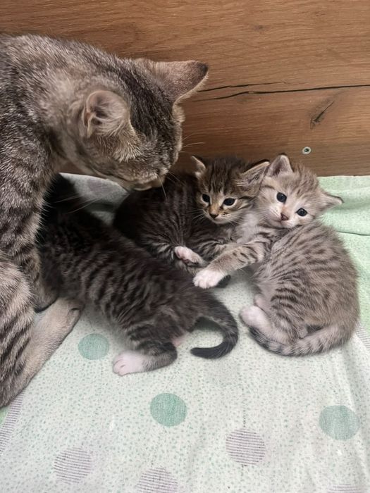 Котят в добрые руки