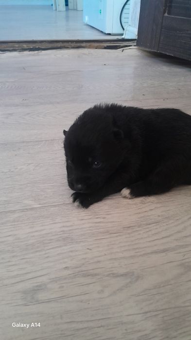 Овчарка кушиктери  сатылады