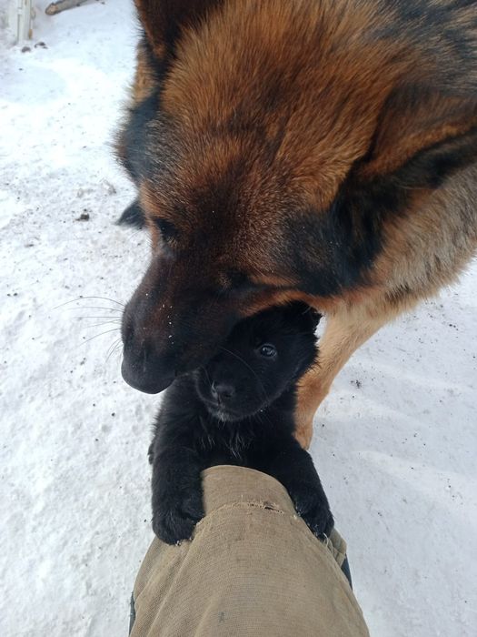 Щенки Немецкой Овчарки!