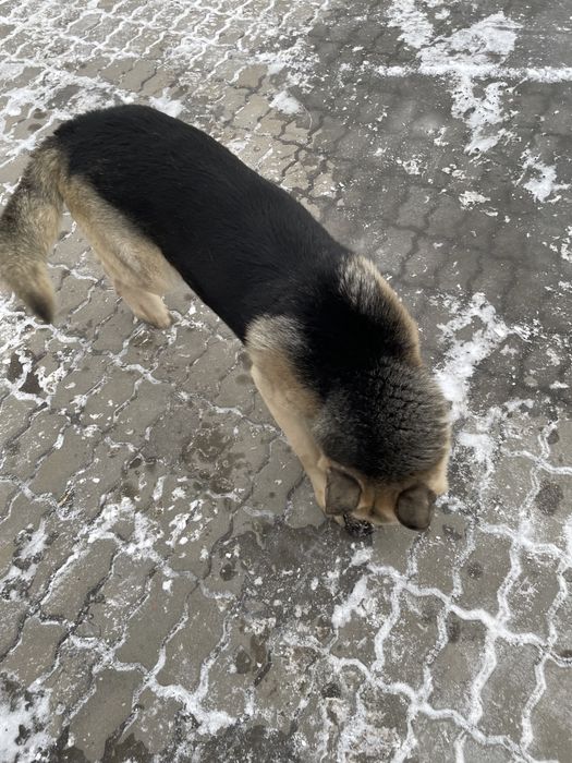 Красавчик жених ищет невесту для вязка/случка