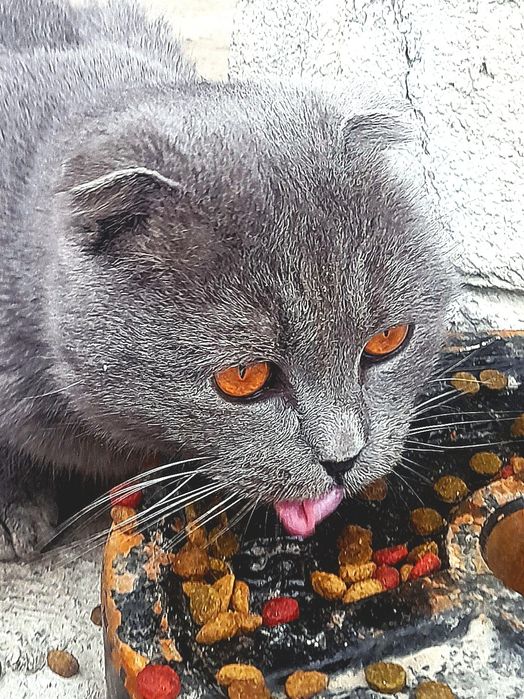 Scottish fold (shatlanskiy)