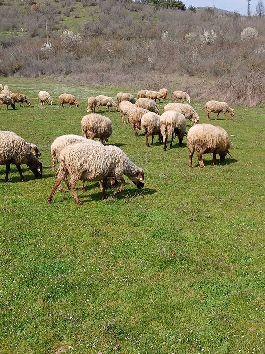 Свободни млади овце