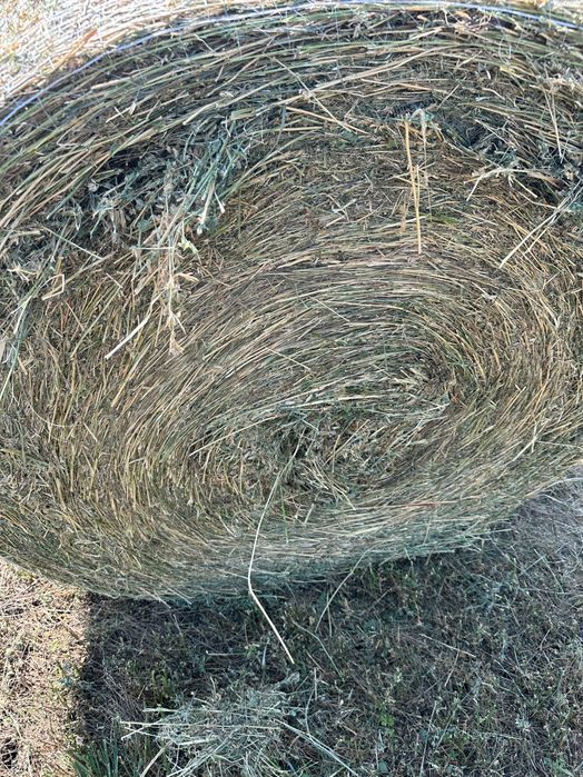 Baloti rotunzi de lucerna coasa a doua 2026