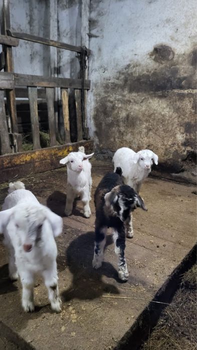 Продаю козлят 3 мальчика 1 девочка