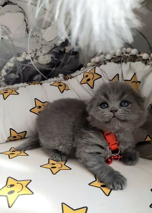 Продаются шотландские вислоухие котятки