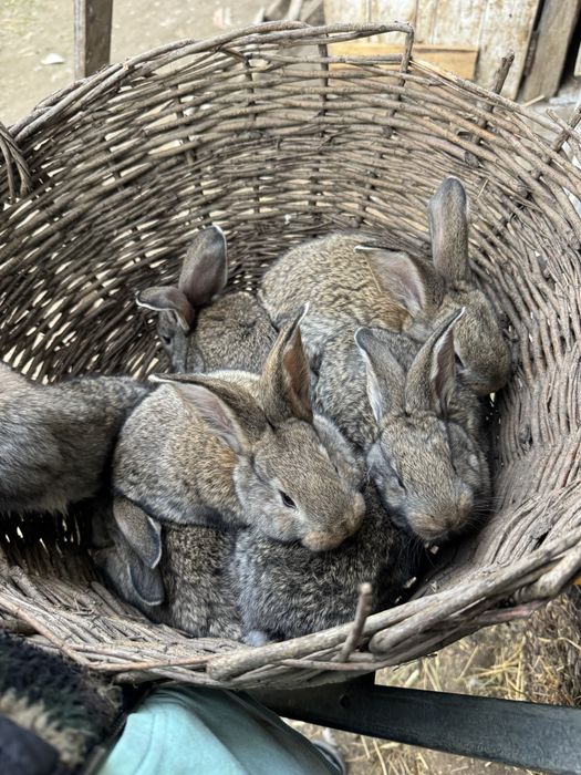 Iepurasi urias german din parinti tatuati cu certificat 6 saptamani