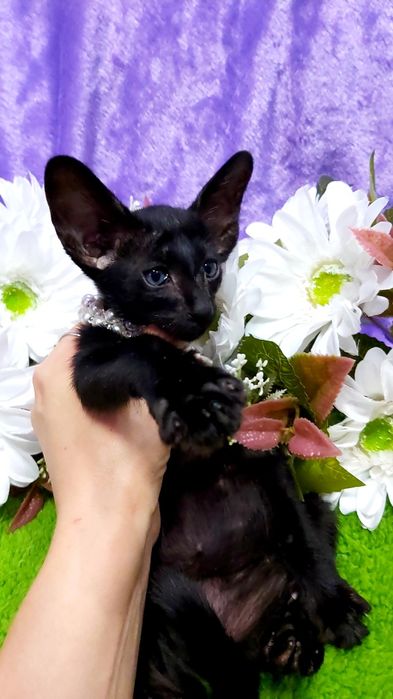 ВОСТОЧНЫЕ Короткошерстные Котята