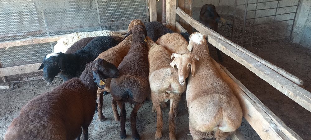 Қозы қой тоқты қошқарлар сатылады