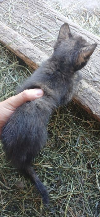 Pui de pisicute  alb gri sau negrii cu portocaliu
