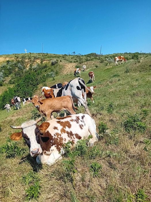 Vând Vaci și Viței din Iași, Belcești