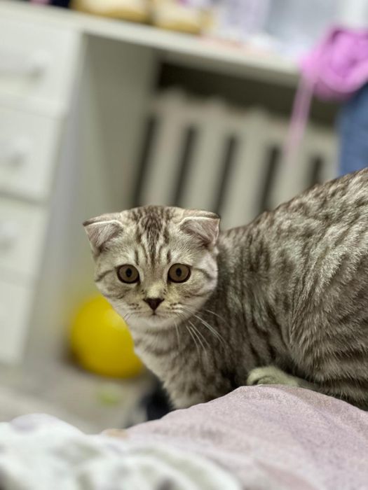 Кошечка приглашает кота для вязки