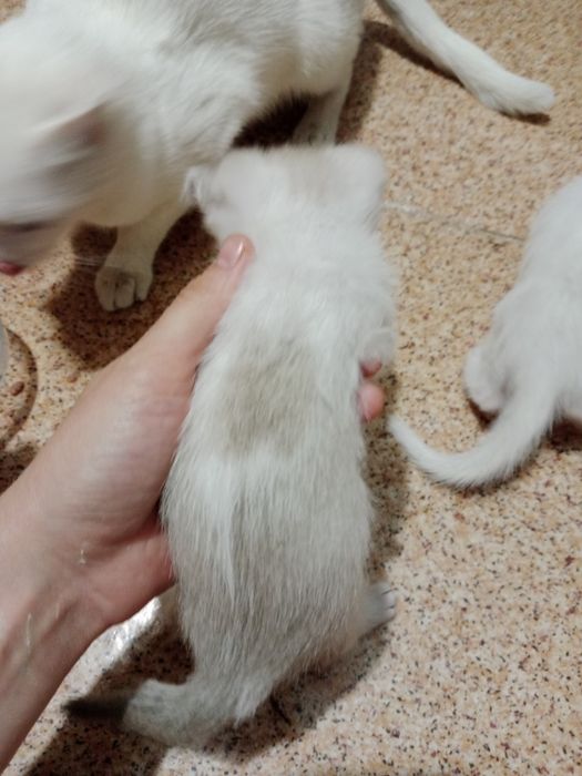 Котята вислоухие