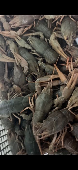 Озерные Живык раки