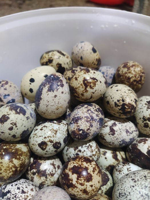 Бөдене жұмыртқасы.(перепелинное яйцо)