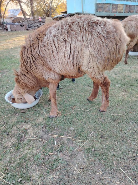 Продам, продам, продам