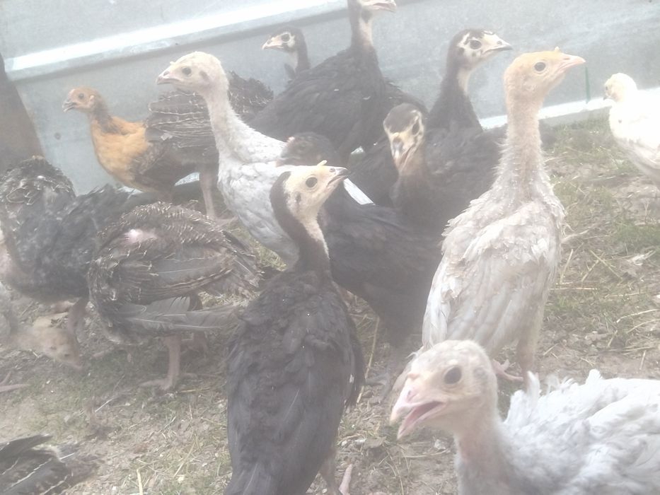 Индюшата индюшата