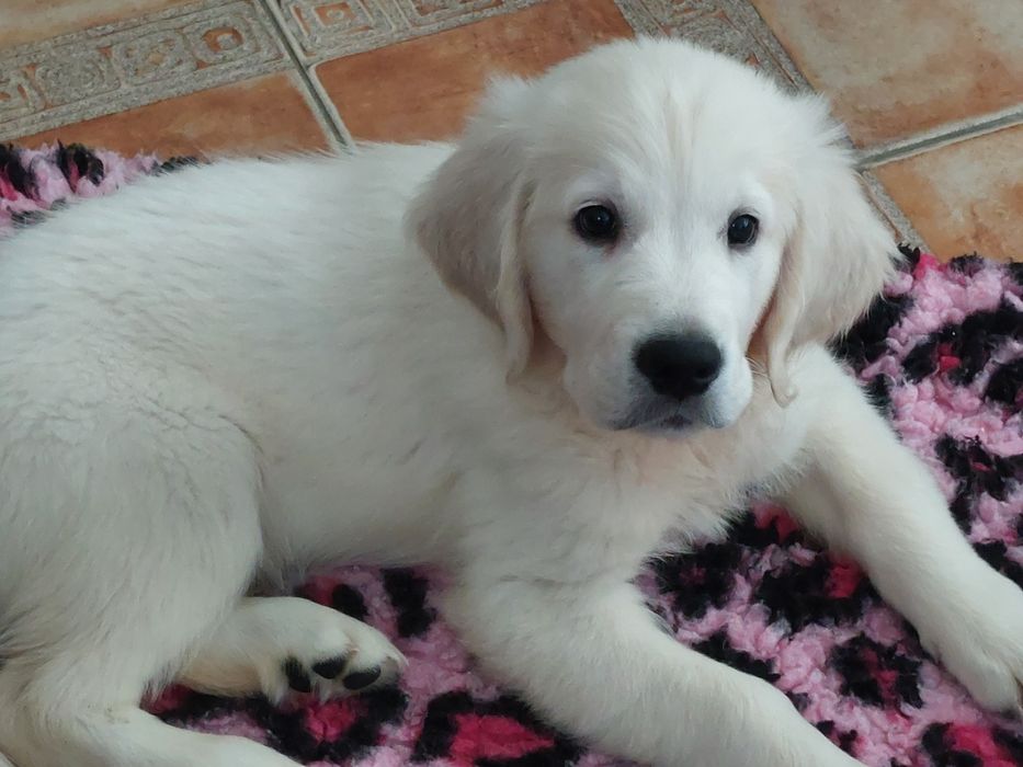 Vand catelus de golden retriever