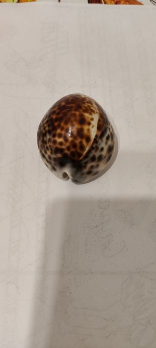 Продам ракушки натуральные.