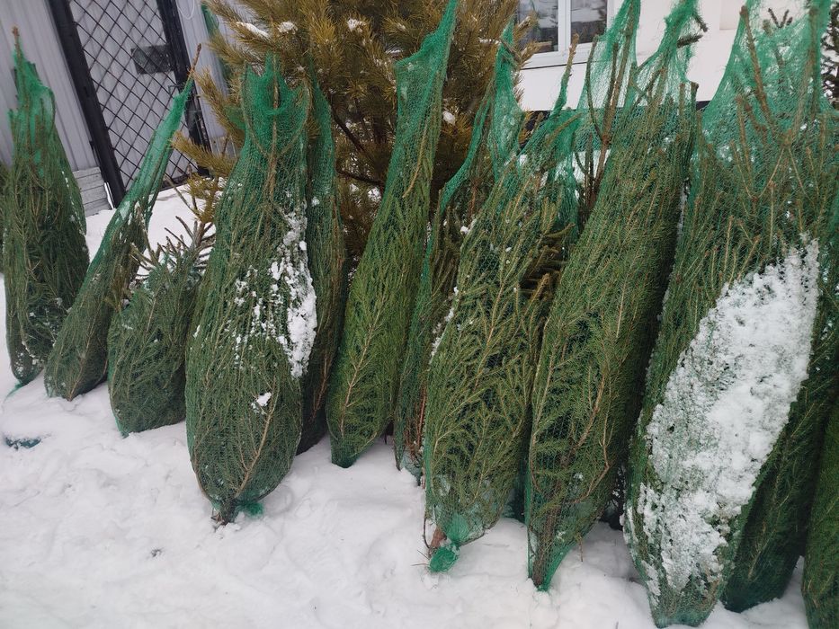 Ёлки Распродажа Подставка для елей 5000