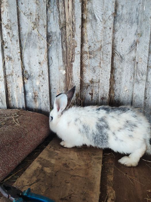 Продам Кроликов Молодых