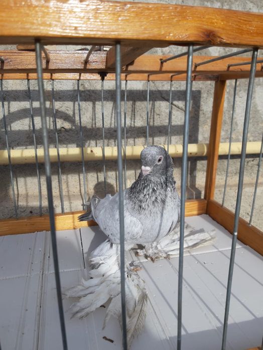 Голуби на продажу , тог имеется