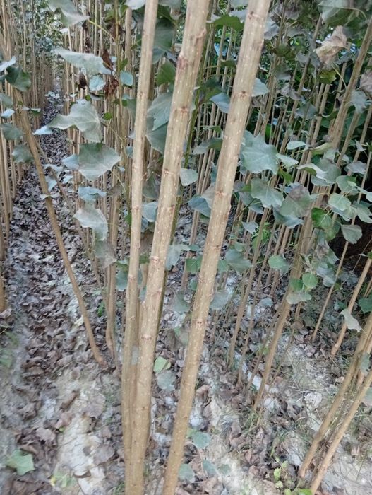 Terak koʻchatlar bor arzon narxlarda  aloqaga chiqarasilar kimga kere