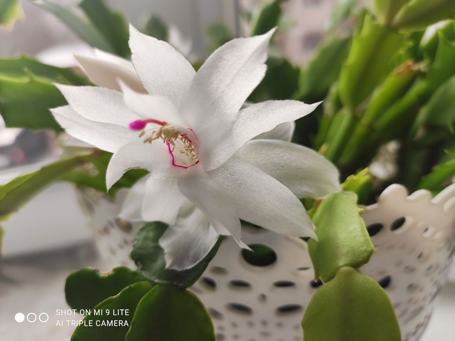 Продам белый декабрист