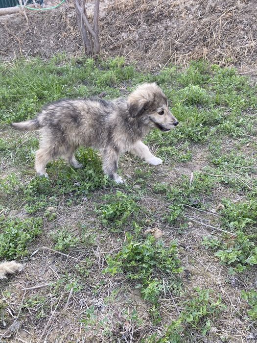 Kuchuk bolasi sotiladi katta boʻladigan 1 yarim oylik erkak