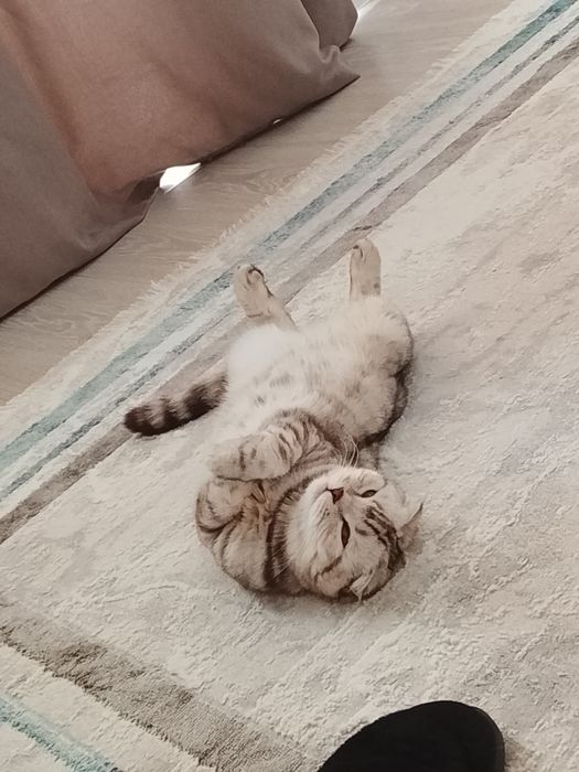 кошка скоттиш страйт