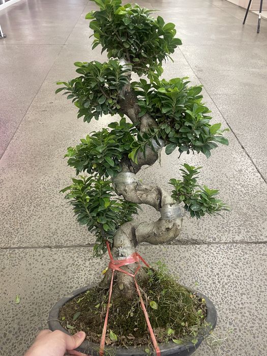 Бонсай Фикус гинг сенг